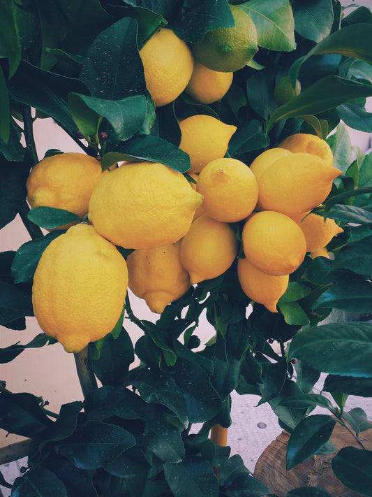 When Life Gives You Lemons, Make Everything!